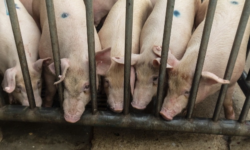 Giá thịt lợn lao dốc, Trung Quốc cố gắng kiểm soát quy mô đàn lợn