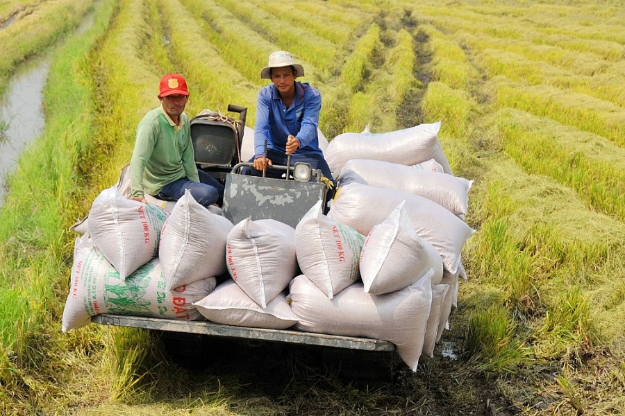 Xuất khẩu gạo tăng trưởng mạnh, nhưng thương hiệu vẫn còn “mờ nhạt” - Nhịp  sống kinh tế Việt Nam & Thế giới