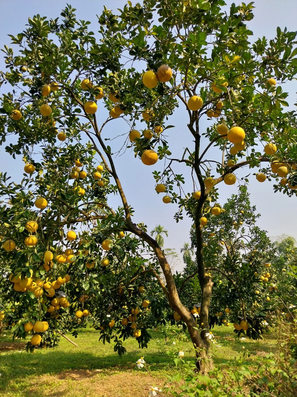 Nhờ &aacute;p dụng phương ph&aacute;p canh t&aacute;c hữu cơ tự nhi&ecirc;n n&ecirc;n sản phẩm khi thu hoạch đảm bảo sạch, an to&agrave;n cho sức khỏe của người ti&ecirc;u d&ugrave;ng.