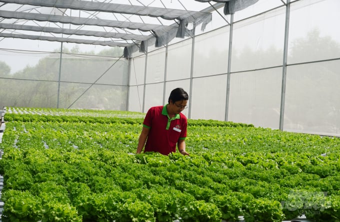 TP.HCM đặt mục năm 2025 đạt 3000 ha diện tích canh tác rau, sản lượng 446.000 tấn - Ảnh minh họa.
