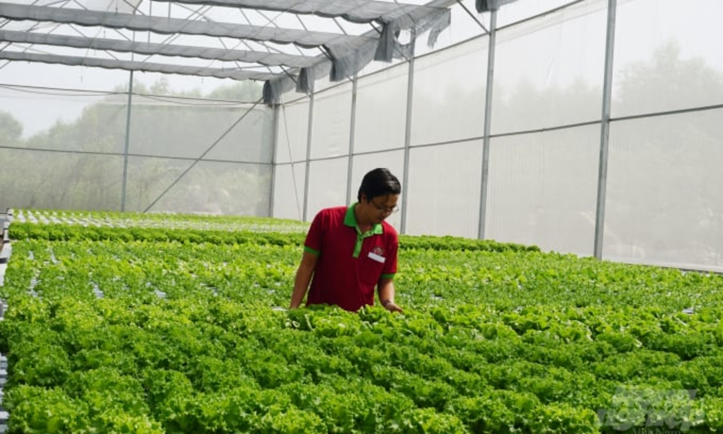 TP.HCM đặt mục năm 2025 đạt 3000 ha diện tích canh tác rau, sản lượng 446.000 tấn - Ảnh minh họa.