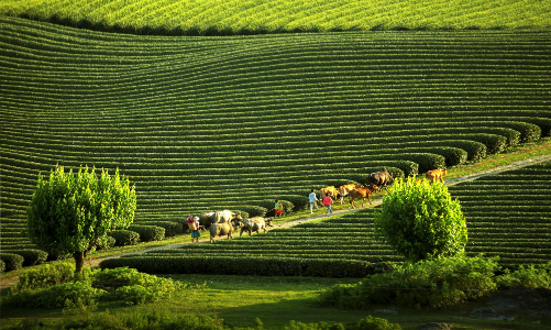 Năm du lịch quốc gia - Điện Biên 2024: Đòn bẩy cho du lịch Tây Bắc