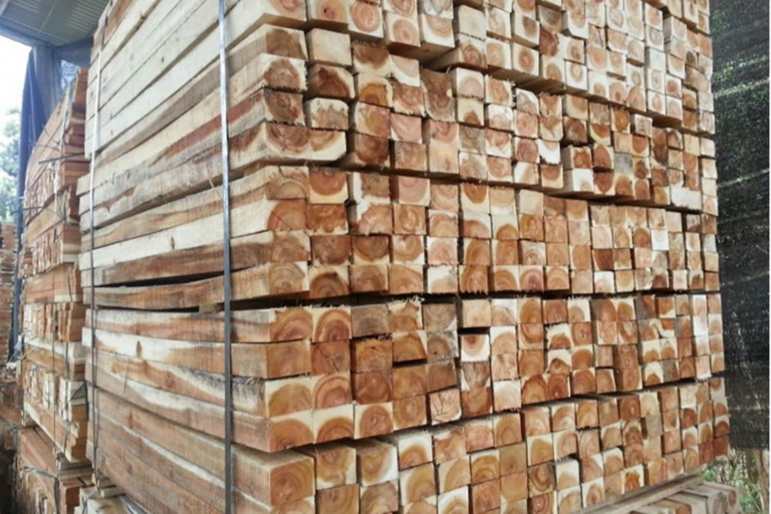 Gỗ keo lá tràm sẽ trở thành nguyên liệu chính cho sản xuất đồ gỗ và xuất khẩu của Việt Nam.