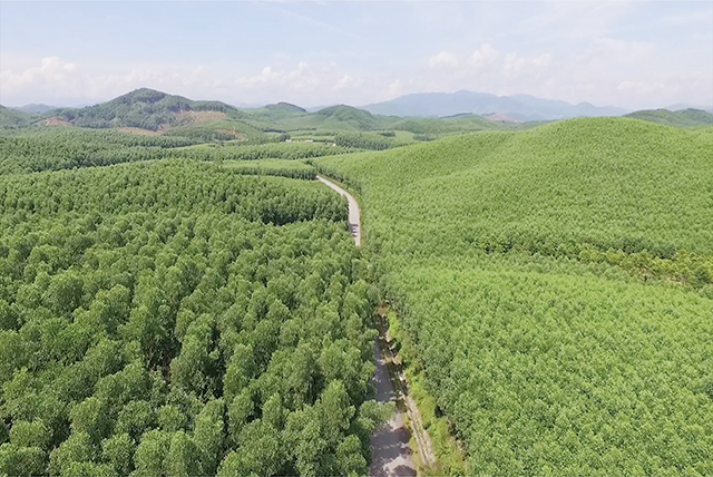 Project on multi-use values of forest ecosystem to 2030 approved