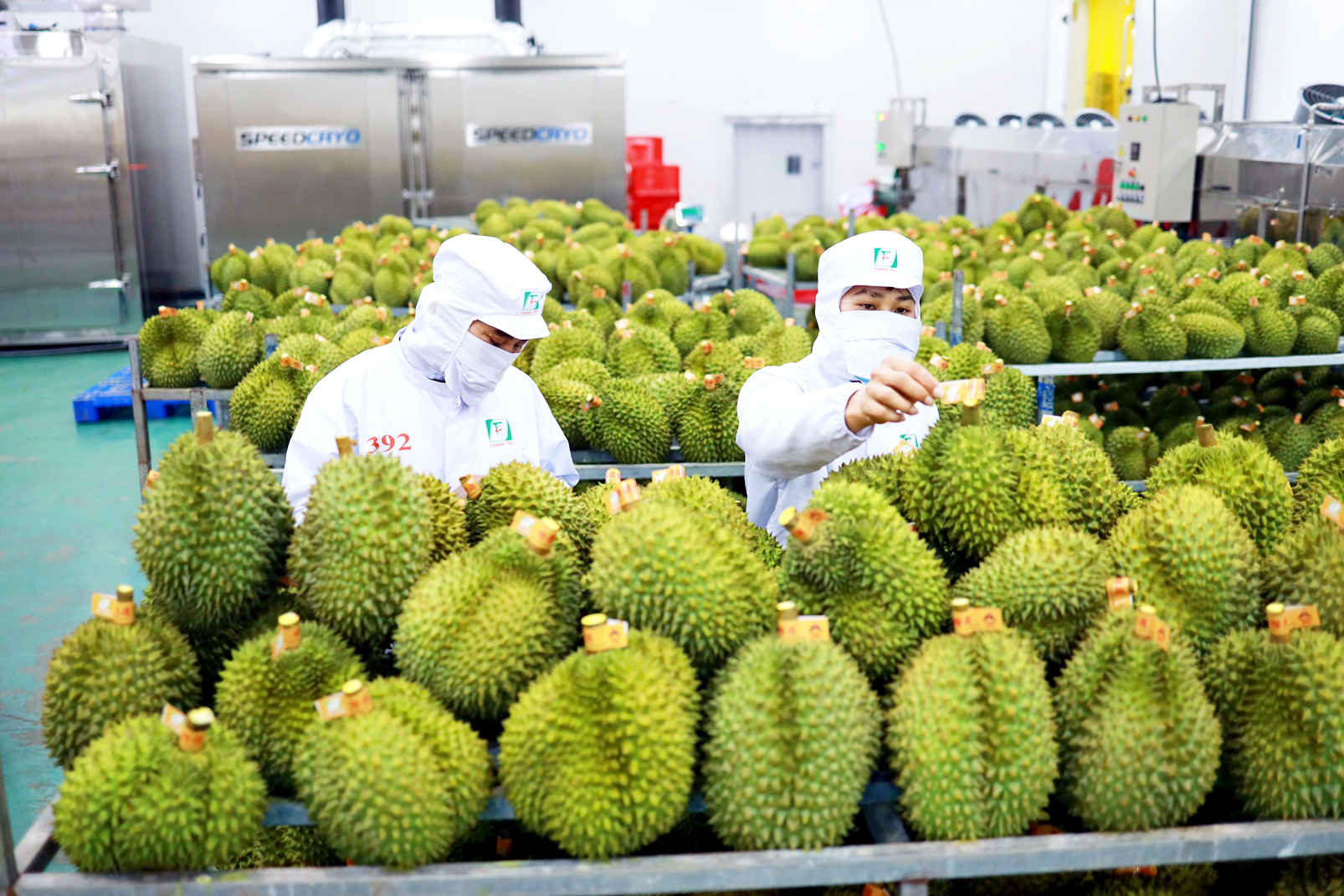 Năm 2023, xuất khẩu sầu riêng của Việt Nam sang Trung Quốc tăng đột biến. Ảnh minh họa.