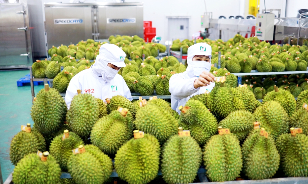 Năm 2023, xuất khẩu sầu riêng của Việt Nam sang Trung Quốc tăng đột biến. Ảnh minh họa.