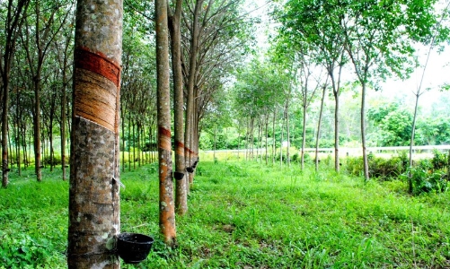 Nguồn cung đất công nghiệp tại Đông Nam Bộ: Sẽ được bổ sung gần 19.000 ha từ đất vườn cao su