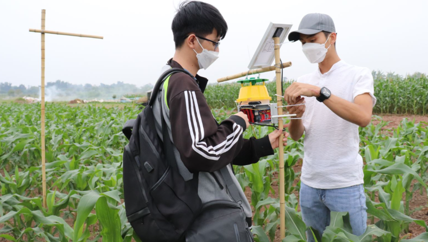 Lắp đặt hệ thống bẫy s&acirc;u keo m&ugrave;a thu th&ocirc;ng minh tr&ecirc;n ruộng ng&ocirc;, truyền tải dữ liệu theo thời gian thực. Ảnh: fat.uet.vnu.edu.vn