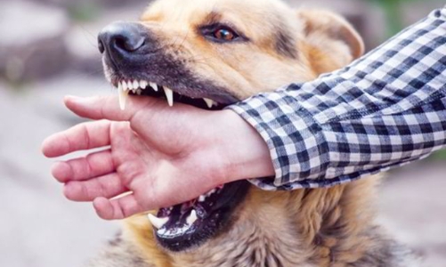 Bệnh dại và số ca tử vong gia tăng đột biến, Bộ Y tế ra khuyến cáo phòng bệnh 