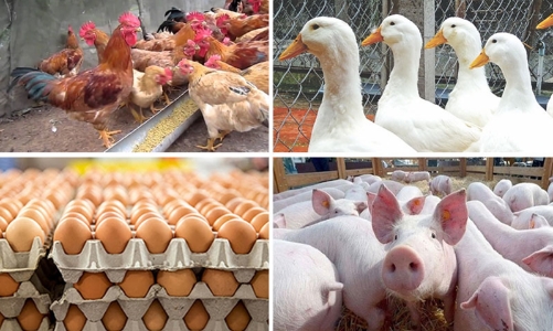 Nhiều quy định bất cập đang gây khó cho ngành chăn nuôi, các Hiệp hội kiến nghị tháo gỡ