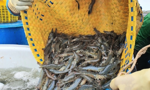 Xuất khẩu tăng phi mã, tôm trở thành mặt hàng mang nhiều tiền về nhất trong nhóm thủy sản, cổ phiếu sẽ ra sao? 