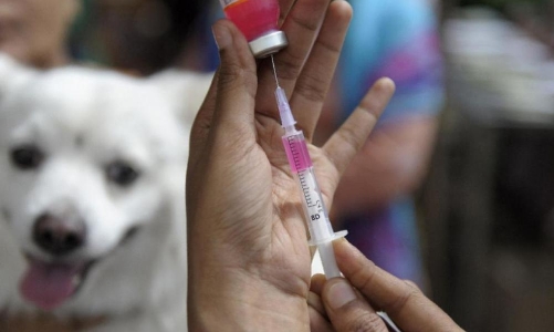 Bộ Y tế đề nghị các địa phương triển khai các biện pháp cấp bách phòng, chống  bệnh dại