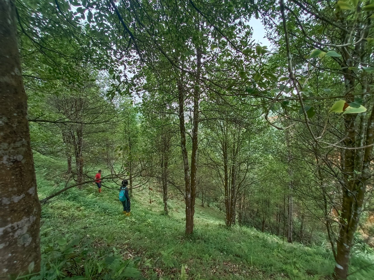 Cánh rừng hồi organic của Vinasamex.