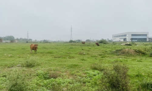 Cận cảnh dự án gần 600 tỷ tại Thanh Hóa thành nơi chăn thả bò