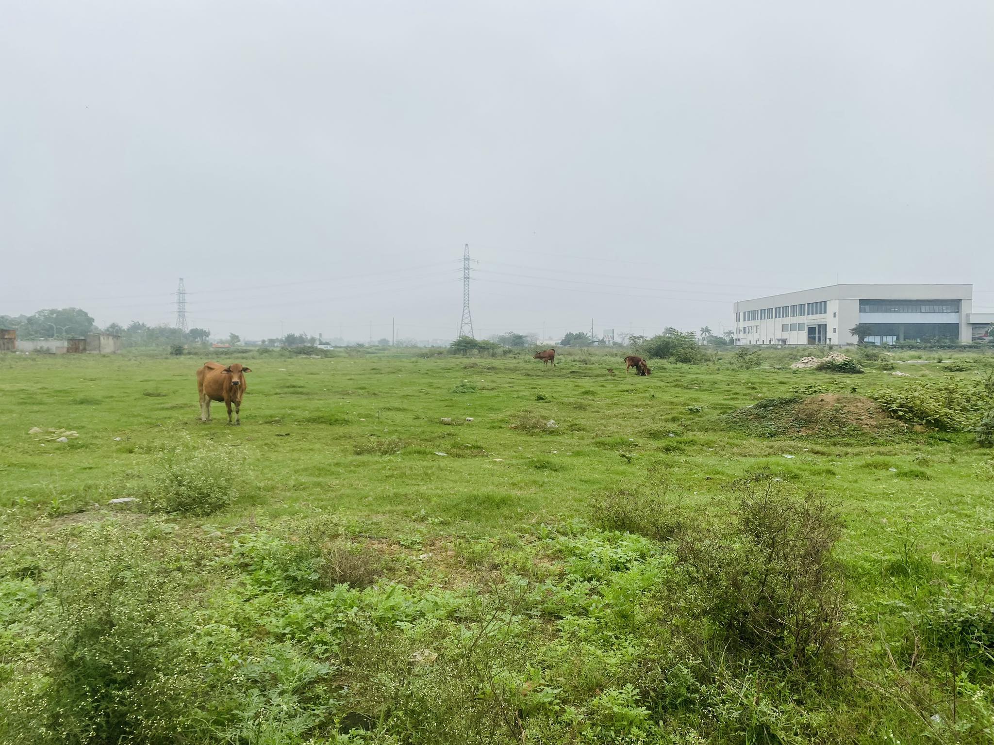 Dự án thành nơi chăn thả bò của người dân địa phương