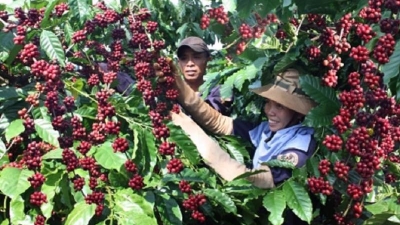 Vietnam Coffee Exports Surpass $1 billion, Prices Hit Record Highs in 2024