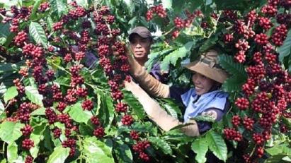 Vietnam Coffee Exports Surpass $1 billion, Prices Hit Record Highs in 2024