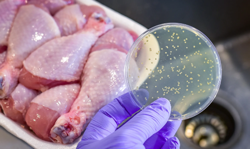 Thực phẩm nào là nguồn chính gây ra nhiễm khuẩn Salmonella?