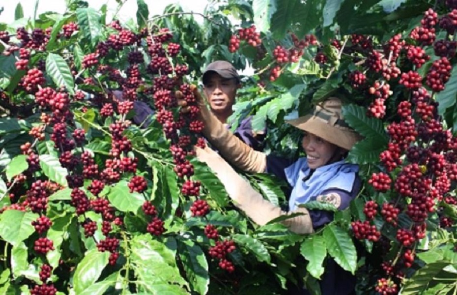 Vượt qua rau quả và gạo, cà phê trở thành mặt hàng có kim ngạch xuất khẩu lớn nhất trong nhóm hàng nông sản.