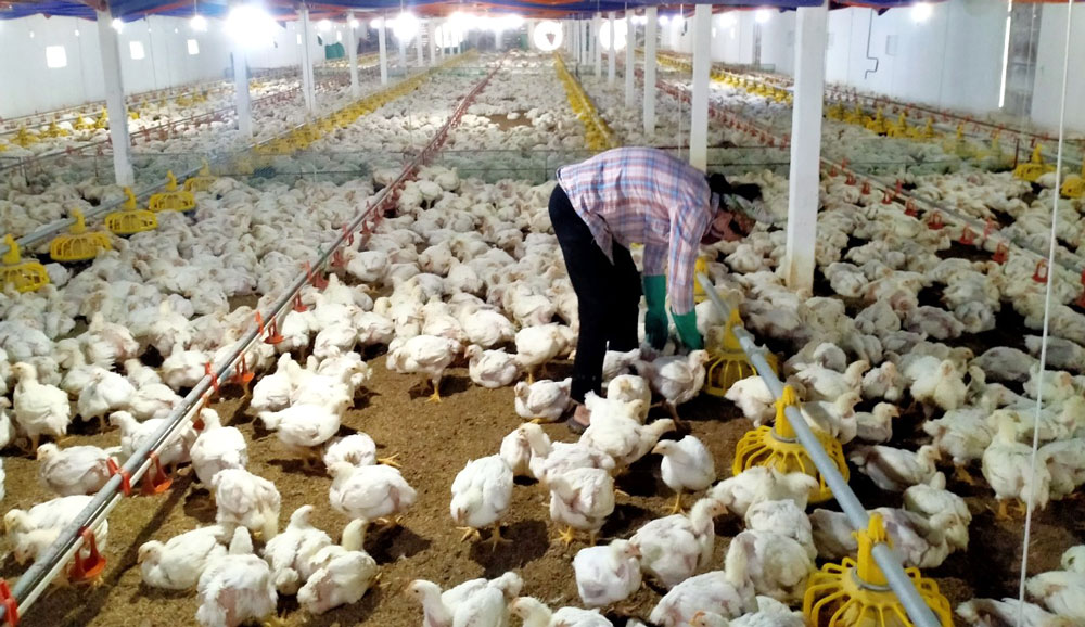 Hiện nhiều cơ sở chăn nuôi đang đối mặt với vấn đề chi phí kinh doanh lớn do các tác động từ dịch bệnh Covid-19.