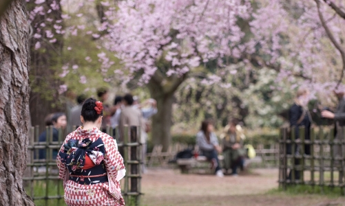 Du lịch nội địa Nhật Bản “thất thu” giữa mùa hoa anh đào