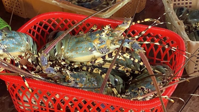 Vietnamese lobster export surged to nearly $30 mln in Jan-Feb