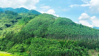 Vietnam Earns $51.5 Million for Forest Conservation, Sets Regional Example
