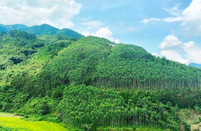 Vietnam Earns $51.5 Million for Forest Conservation, Sets Regional Example