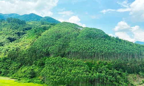 Việt Nam nhận 51,5 triệu USD từ WB cho giảm phát thải carbon