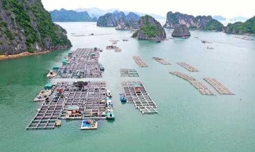 Quảng Ninh tập trung thu hút đầu tư vào nuôi biển và đẩy mạnh kinh tế biển 