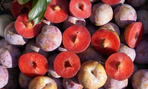 Mận hậu Sơn La: Đặc sản “cháy hàng” ngay từ đầu mùa