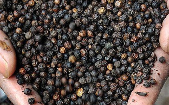 Xuất khẩu hạt tiêu sang Hàn Quốc có tỷ lệ sử dụng C/O ưu đãi lên tới 100%.