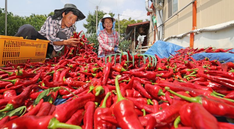 Ớt cay là mặt hàng phải kiểm tra khi vào Hàn Quốc.