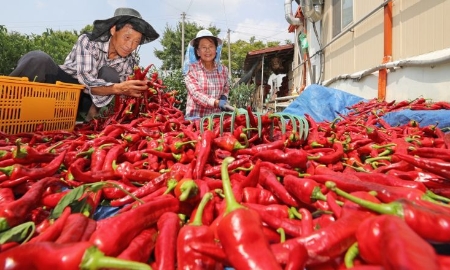 Các mặt hàng thực phẩm xuất khẩu của Việt Nam vào Hàn Quốc không đạt tiêu chuẩn sẽ trả lại hoặc tiêu hủy