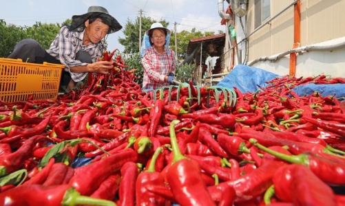 Các mặt hàng thực phẩm xuất khẩu của Việt Nam vào Hàn Quốc không đạt tiêu chuẩn sẽ trả lại hoặc tiêu hủy