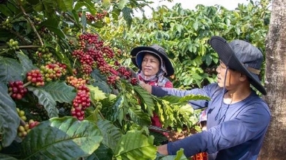 Vietnam Coffee Sets New Price Records