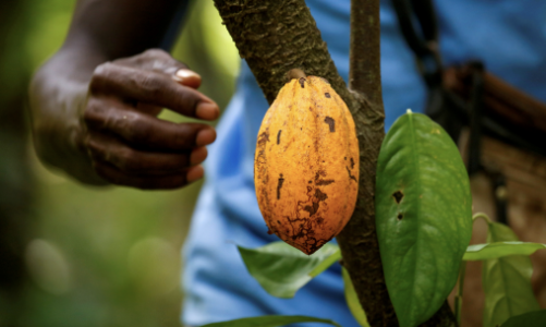 Điều gì khiến giá ca cao tăng bùng nổ?