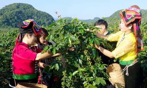 Thử nghiệm mô hình kinh doanh tuần hoàn trong canh tác cà phê và lúa gạo