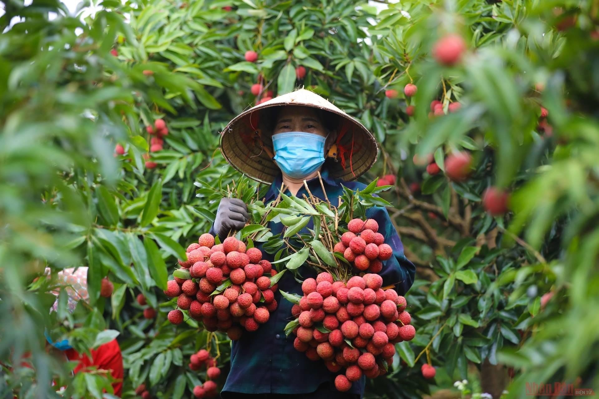 Vải thiều Hải Dương được nhiều thị trường quốc tế đón nhận 