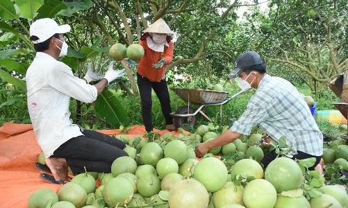 Nông sản Việt lên sàn thương mại điện tử: Thách thức 