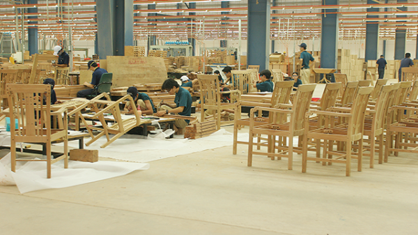 Sử dụng gỗ keo tràm: Giảm phụ thuộc vào nguyên liệu nhập khẩu