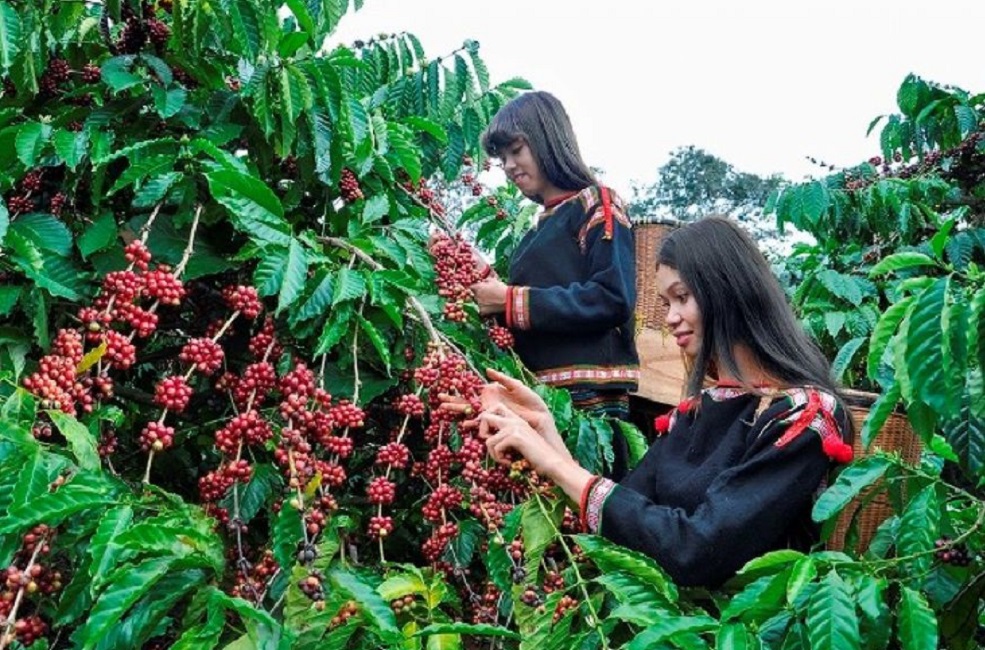 Giá cà phê tăng không ngừng nghỉ trong hơn một năm qua và liên tục thiết lập những kỷ lục mới.
