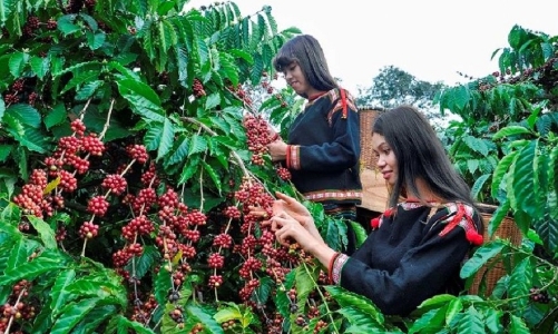 Giá cà phê trong nước tăng “phi mã”, giá xuất khẩu lập kỷ lục mới