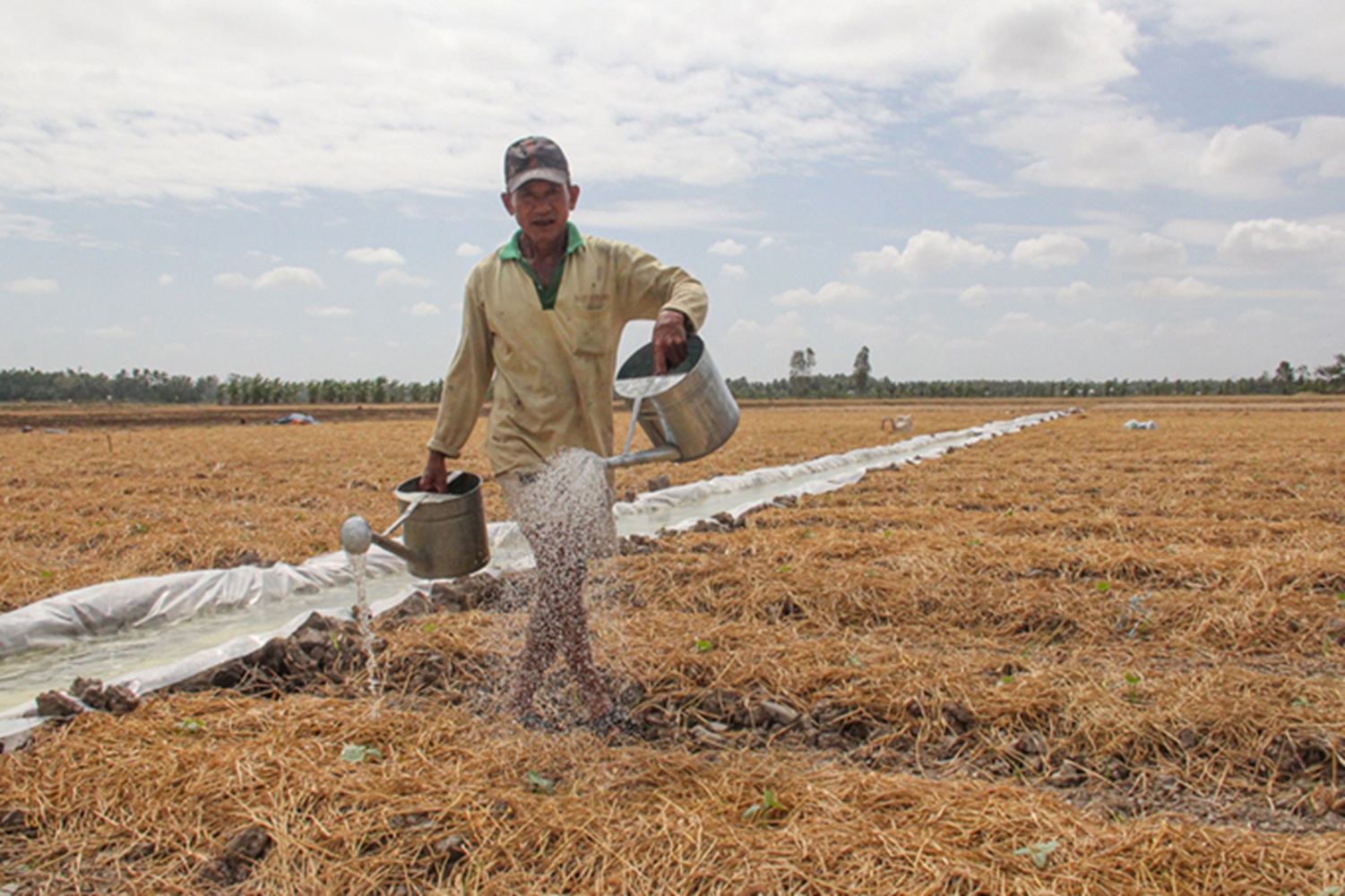 Cần các giải pháp tưới nước hiệu quả, thích ứng với điều kiện khô hạn.