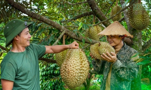 Sầu riêng Việt Nam chiếm 57% thị phần tại Trung Quốc, đẩy Thái Lan xuống “cửa dưới”