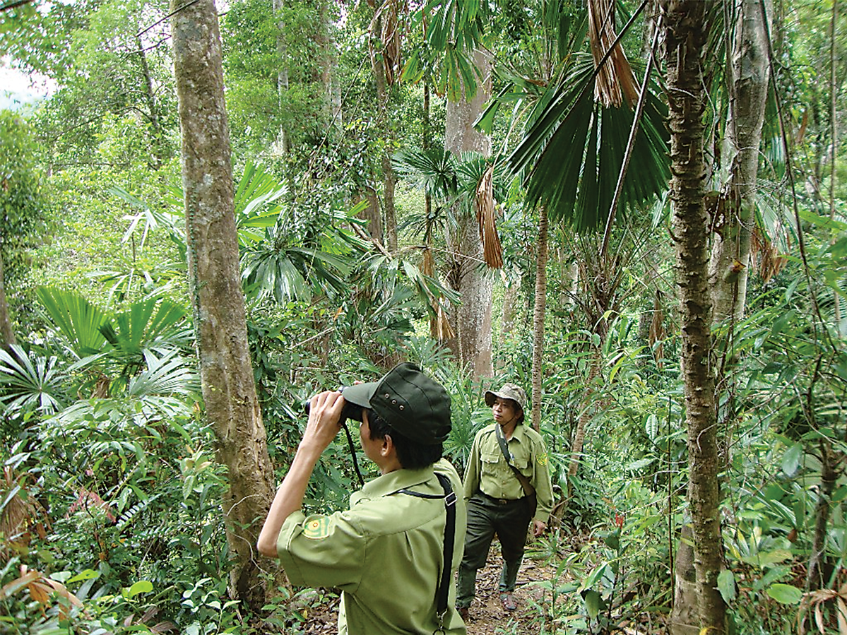 Rừng là nơi hấp thụ và lưu trữ carbon