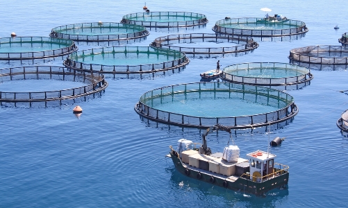 Quảng Ninh với mục tiêu trở thành trung tâm thủy sản miền Bắc 