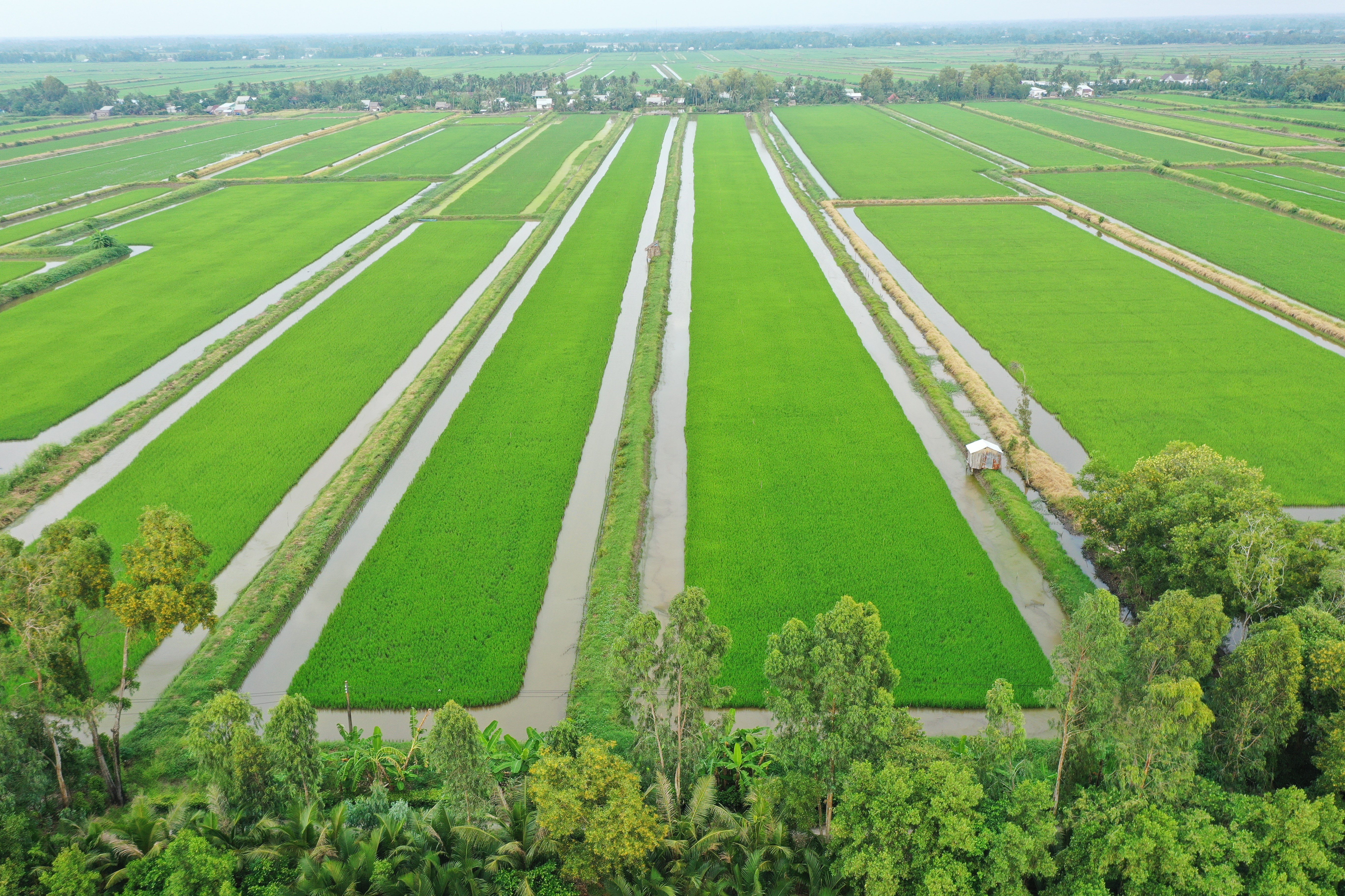 M&ocirc; h&igrave;nh trồng l&uacute;a ST25 tr&ecirc;n đất nu&ocirc;i t&ocirc;m (gạo L&uacute;a T&ocirc;m) A An li&ecirc;n kết sản xuất với n&ocirc;ng d&acirc;n.