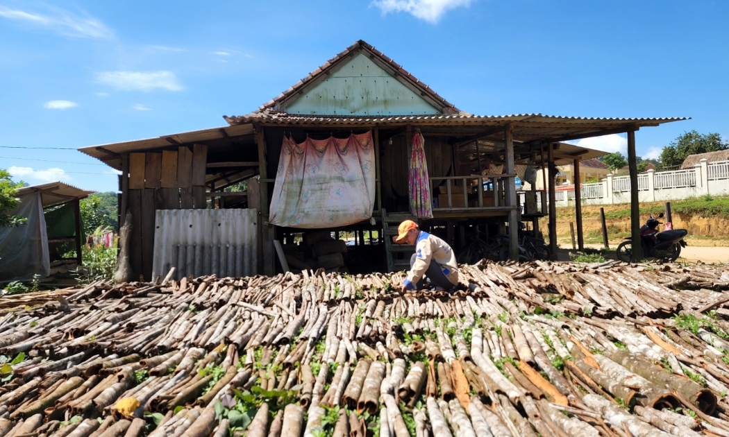 Quế là cây trồng chủ lực giảm nghèo ở nhiều địa phương miền núi. Ảnh minh họa.