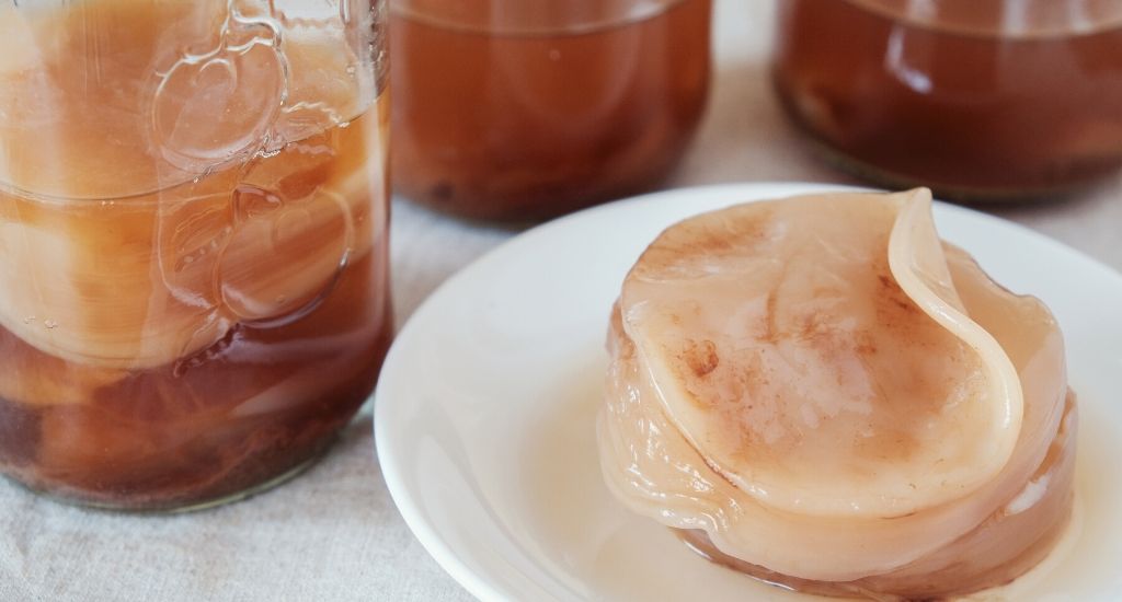 Scoby d&ugrave;ng để ủ kombucha.